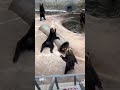 Bears Say Hello