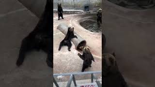 Bears Say Hello