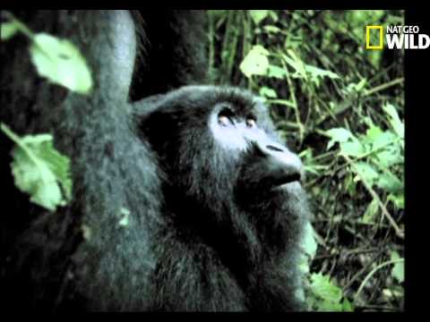 Sex In The Silverback Gorilla 