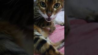 Talkative And Friendly Bengal Cat