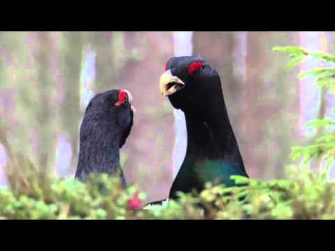 Video: Hoe Om Capercaillie's Nest Te Kook