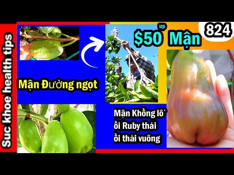 Video Mới: Mận xanh ngọt, $50 Mận nhánh, ổi ruby thái, mận... - youtube