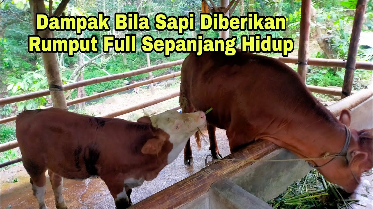 Dampak Bila Sapi Makan Hijauan Full sepanjang Hidupnya