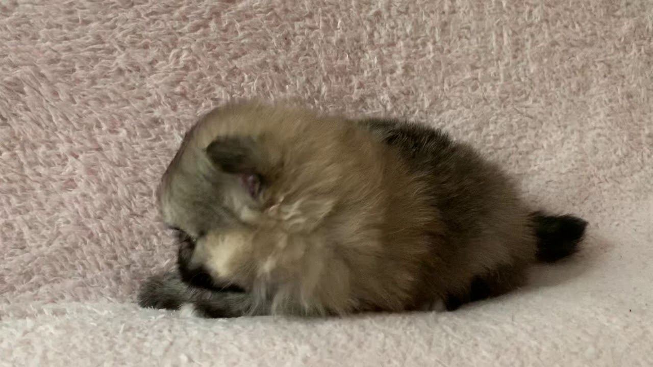 オレンジセーブルの魅力的なポメちゃん♡