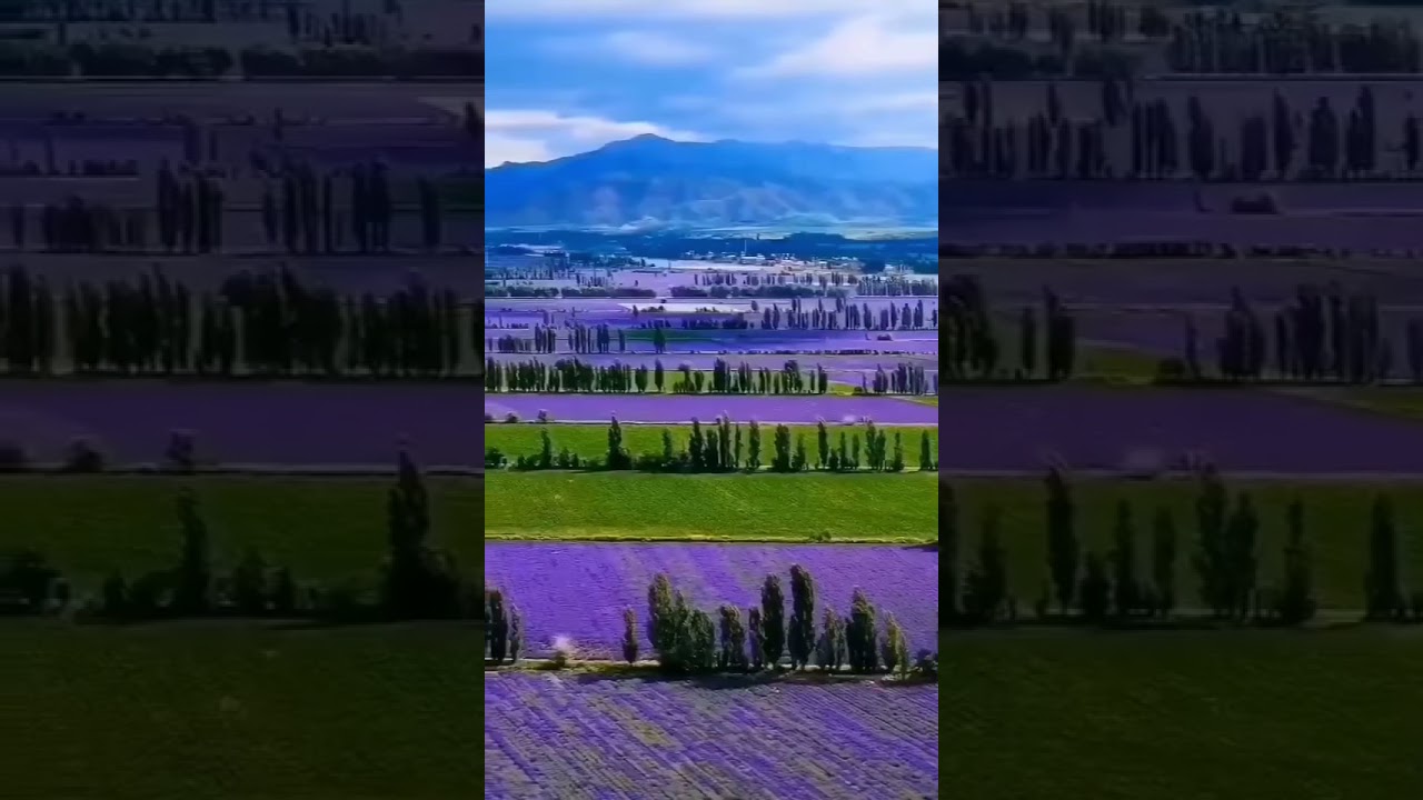 Purple Flower Ocean 带女友去看紫色花海吧 花海周杰伦 Youtube Purple Flower Ocean 带女友去看紫色花海吧 花海周杰伦 Youtube