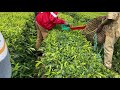 Magnificent tea plucking machine first time farmers usage training