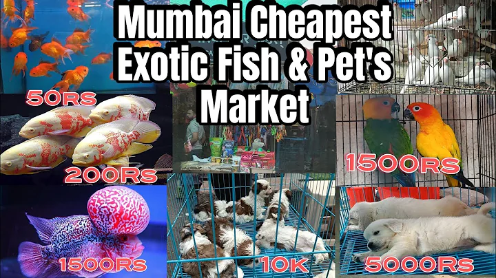 Watch the video about Mumbai's Cheapest Exotic Fish & Pet's Market | Crawford Market Exotic Fish & Birds Update 2024