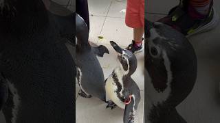 ให้อาหารเพนกวิน #penguin #zoo #animals #เพนกวิน #สวนสัตว์ #สวนสัตว์เปิดเขาเขียว #shorts #shortvideo