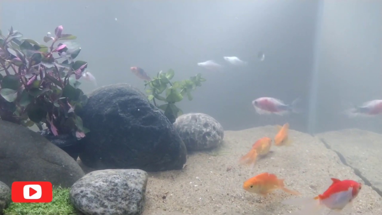 Affordable Aquarium Setup Kit for Goldfish: Top Picks for Beginners - Low Cost Goldfish Tank Setup