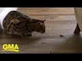 Bengal cat chases and eats cicadas | GMA の動画、YouTube動画。