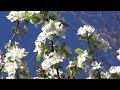 Manzano Malus &#39;Evereste&#39; en plena floración - Decogarden - Jardinatis