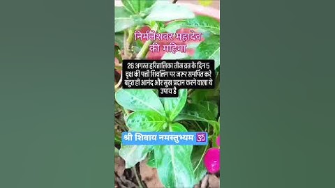 5 वृक्ष की पत्तियों वाला उपाय #pradeepmishrakeupay #pradeepmishra #pradeepmishrajiketotke #teejupay