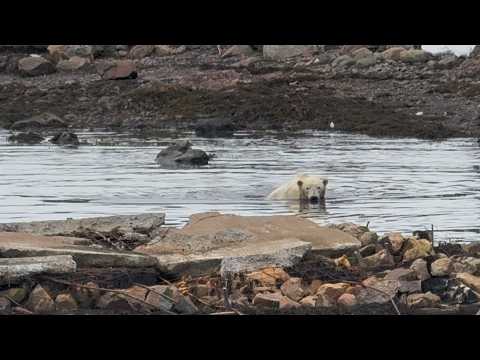 Polar Bear Encounter & Start To Crab Fishing 2026