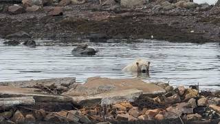 Polar Bear Encounter & Start To Crab Fishing 2026