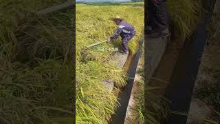 #Rural Life##Hardworking Farmers#Migrant Workers#My Life in the Countryside