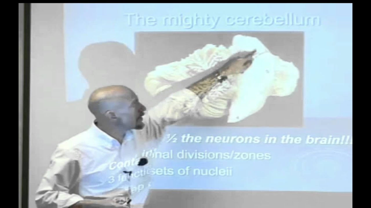 The Gait Guys talk about: The Cerebellum