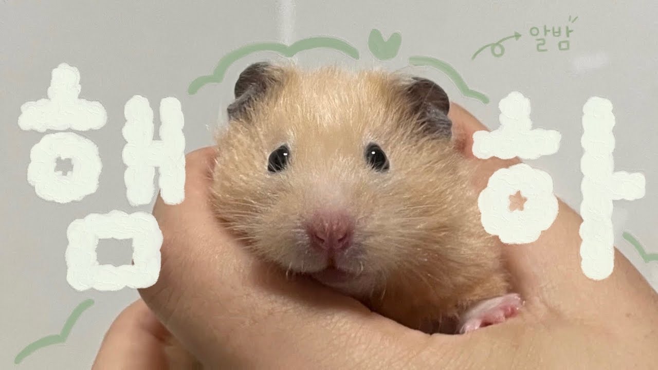 우리집 햄스터는 지브리에서 산다🌳🪵 | 골든햄스터 vlog 케이지 청소편 | 소개 ep.1