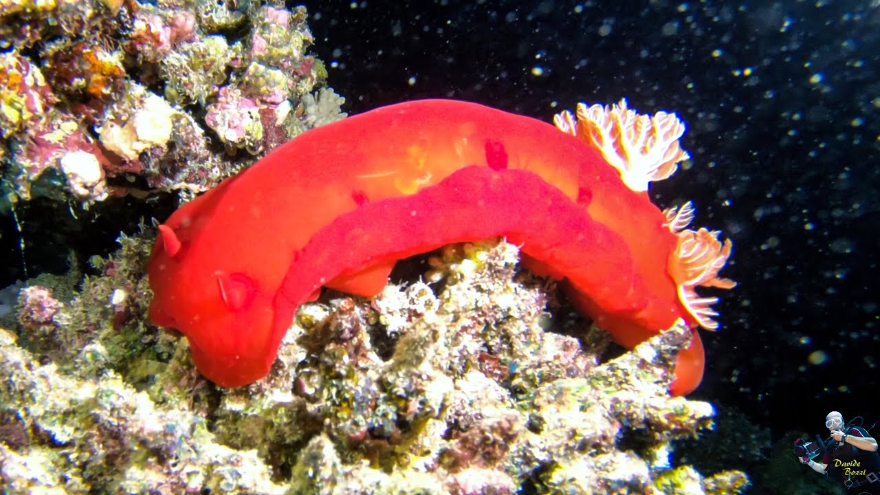 Red Sea. Marsa Alam 2022 (Egypt). Ballerina Spagnola (Hexabranchus sanguineus).