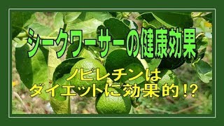 ★シークワーサーの健康効果 ノビレチンはダイエットに効果的⁉