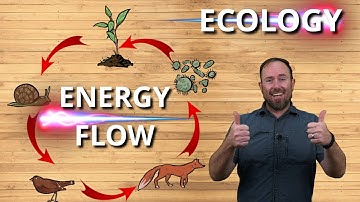 How does ENERGY FLOW in an ECOSYSTEM - Ecology Grade 8