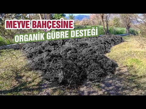 Meyve Bahçesine Organik Gübre Desteği | Çim Canlandırma | Köy Hayatımız