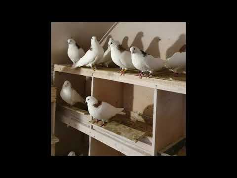 Ижевские голуби.