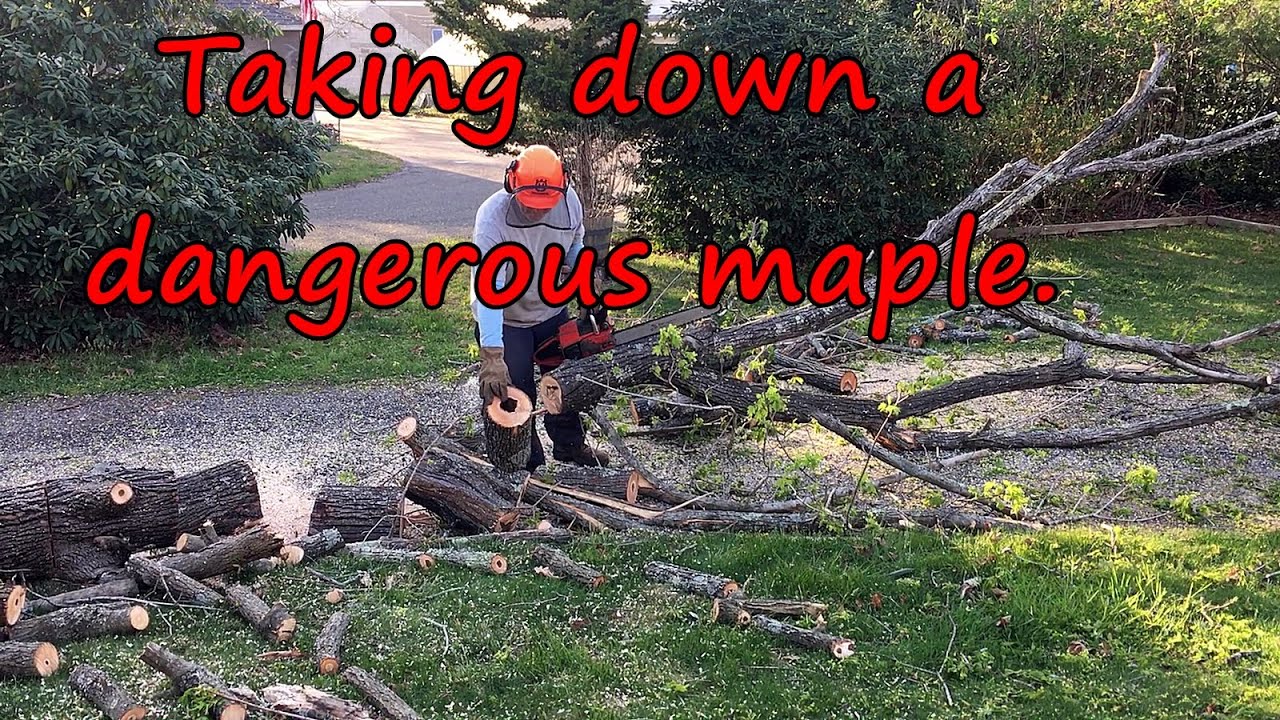 Taking down a dangerous maple leaning towards the house. - YouTube