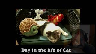 Youtube Monetization Catpocalypse /rant (Face-cam omg)
