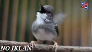 Masteran ciblek jeda 5 menit