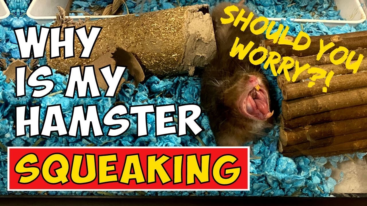 Why Is My Hamster Squeaking Should You Worry Or Not YouTube why-is-my-hamster-squeaking-should-you-worry-or-not-youtube