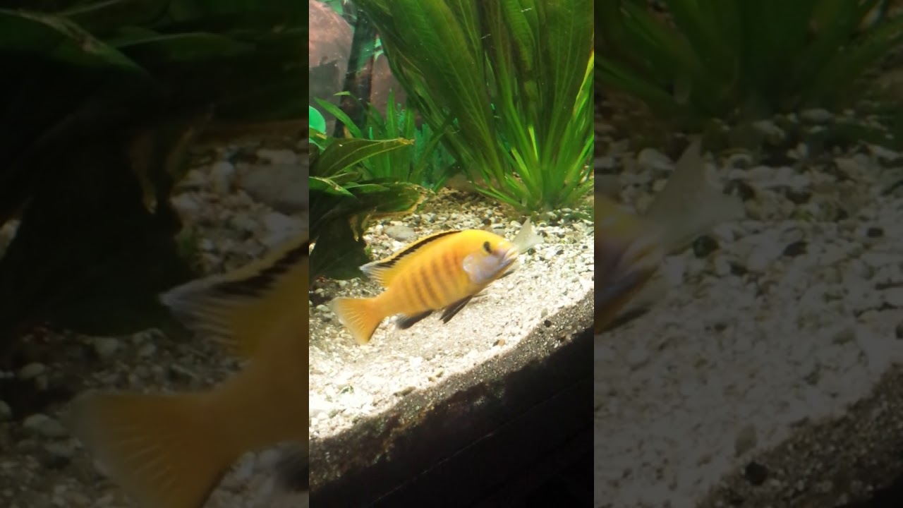 размножение цихлид