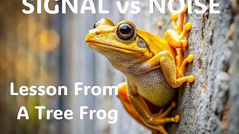 Signal vs Noise - Finding the Path to High Productivity