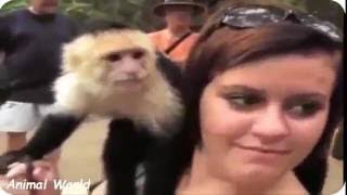 猿は人間の2016を攻撃するFunny Videos 3 screenshot 2