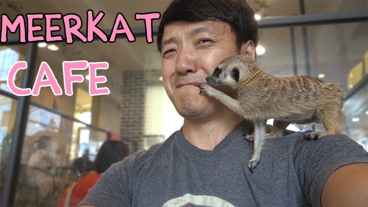 ADORABLE Meerkat Raccoon  Cafe  in Seoul  South Korea YouTube