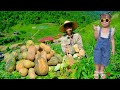 Harvest pumpkins on high hills, make water pipes for chickens, My family farm