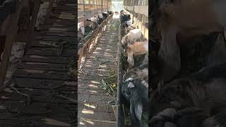 Download Lagu Fattening kambing jantan #wartamenda MP3