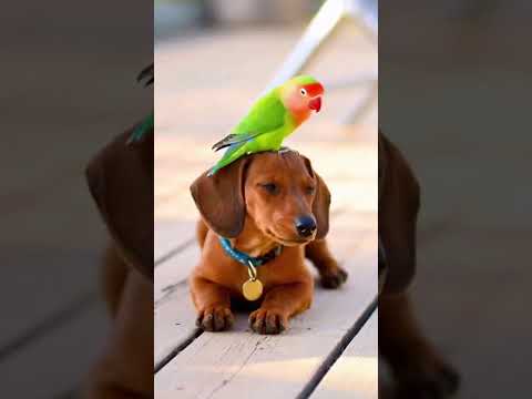 یه روز شاد با مرغ عشق های شاد و بهترین دوستاشون 