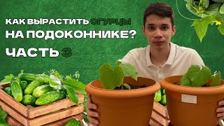 Как вырастить огурцы на подоконнике? Часть 3