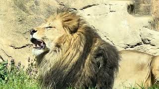 ライオンのミートキャッチャー　アレンくん　千葉市動物公園　2024年3月14日　IMG 0778