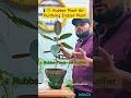 ☘️ Rubber Plant Care Tips | Air 🪴 Purifying Indoor Plant for Positive Energy #rubberplant #garden