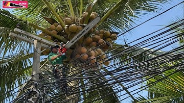 Cưa 2 Cây Dừa Nhiều Trái Gần Dây Điện,Hỏa Lựu Hậu Giang