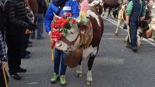 Sfilata di bovini razza rossa valdostana