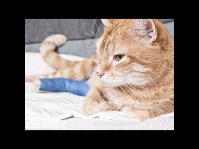 cedar view animal hospital