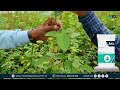 ICL Farmer testimonial | Mr. Sachin Sawant | Rose | Marathi | ICL India