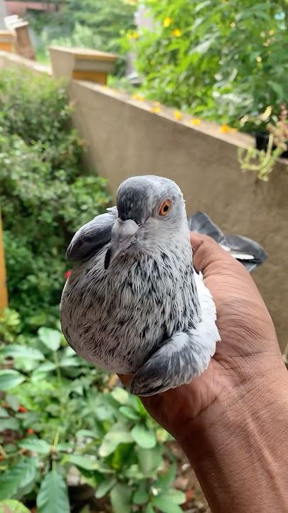 New❤️🥺Pigeon🕊️Kudutthachi #birds #pigeon #pura #புரா #petscorner #தமிழ் #kabootar #love #male #vs