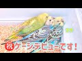 《セキセイインコ編》ゲージデビュー！放鳥！【♪3】