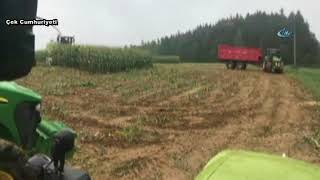 Bir anda onlarca domuz çıktı