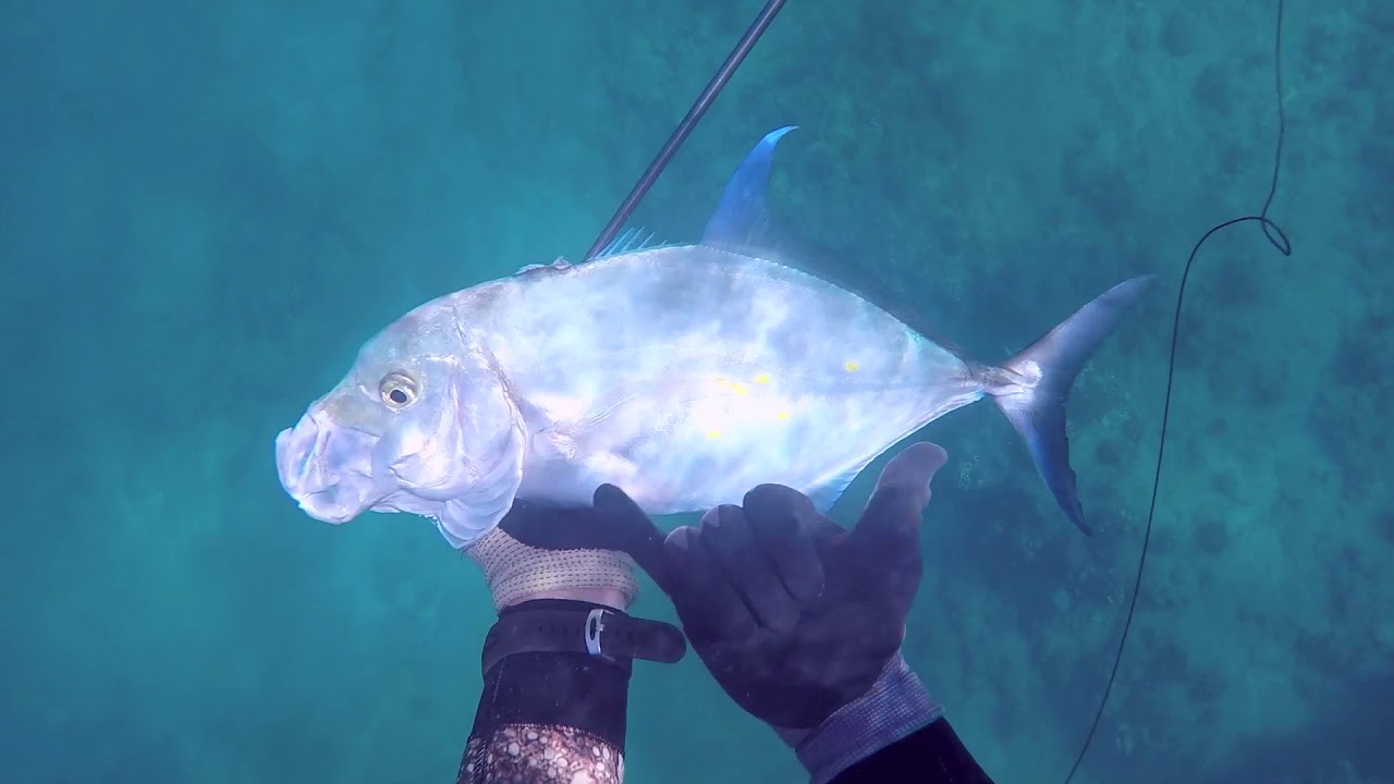 Oahu Spearfishing SummerWinter 2017 YouTube