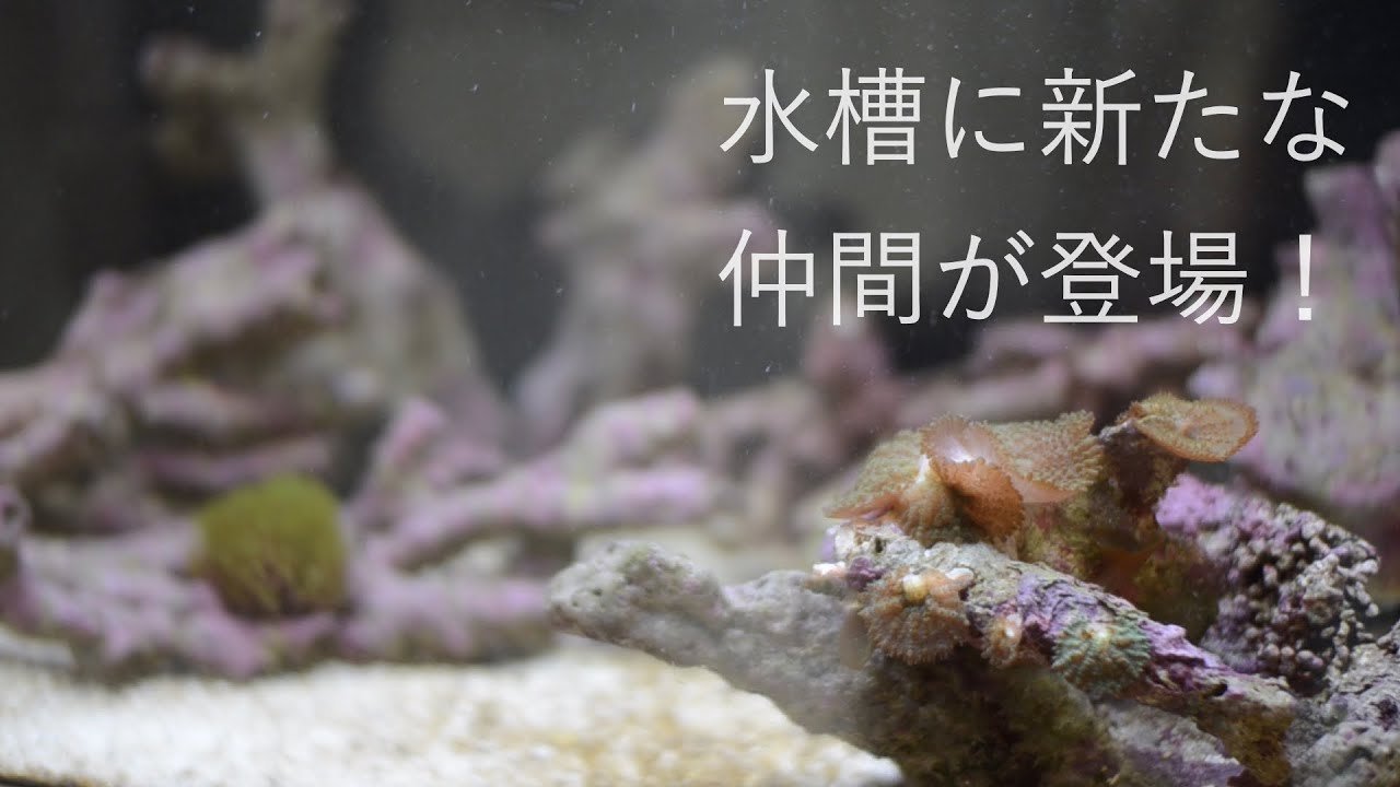 海水魚水槽に新たな生体が仲間入り。 No.014