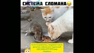 смешные животные 8